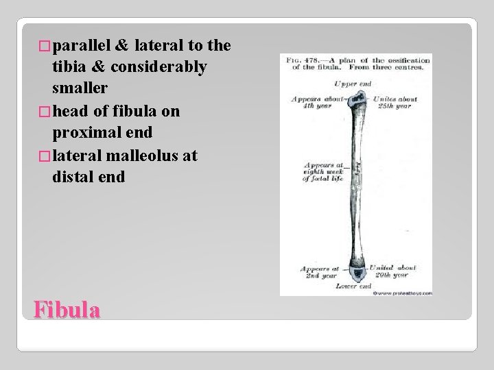�parallel & lateral to the tibia & considerably smaller �head of fibula on proximal