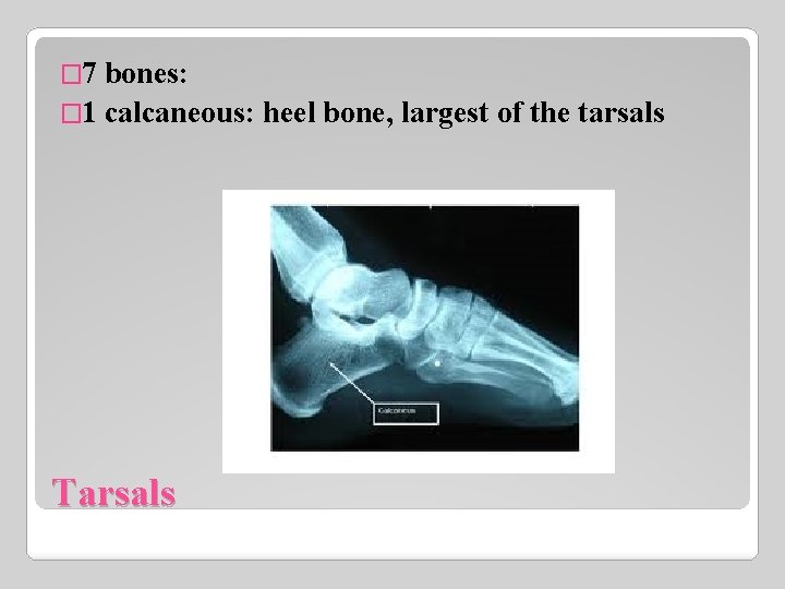 � 7 bones: � 1 calcaneous: heel bone, largest of the tarsals Tarsals 
