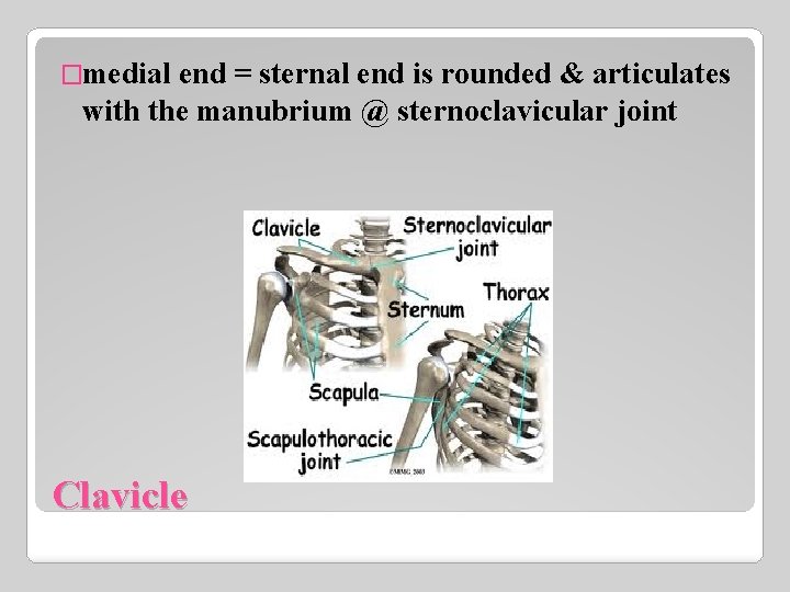 �medial end = sternal end is rounded & articulates with the manubrium @ sternoclavicular