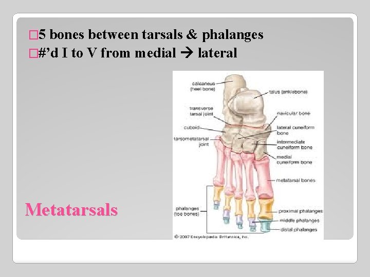 � 5 bones between tarsals & phalanges �#’d I to V from medial lateral