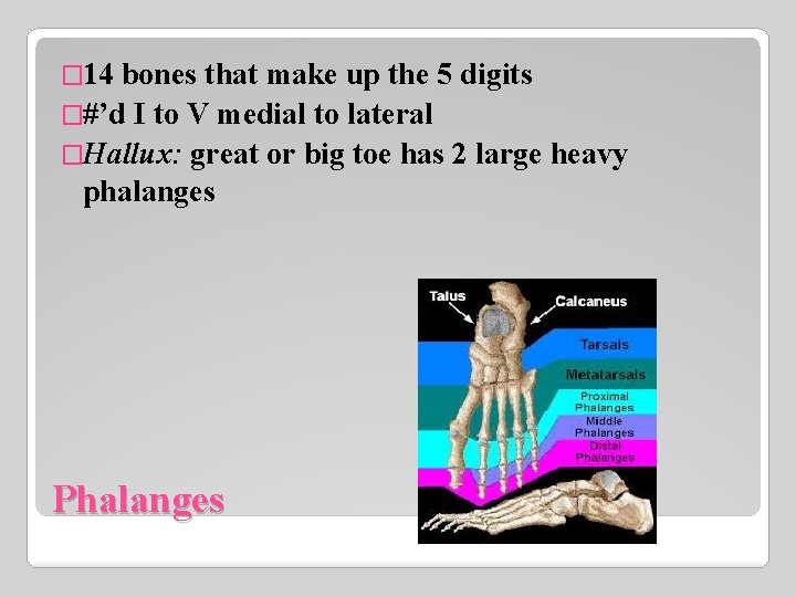 � 14 bones that make up the 5 digits �#’d I to V medial