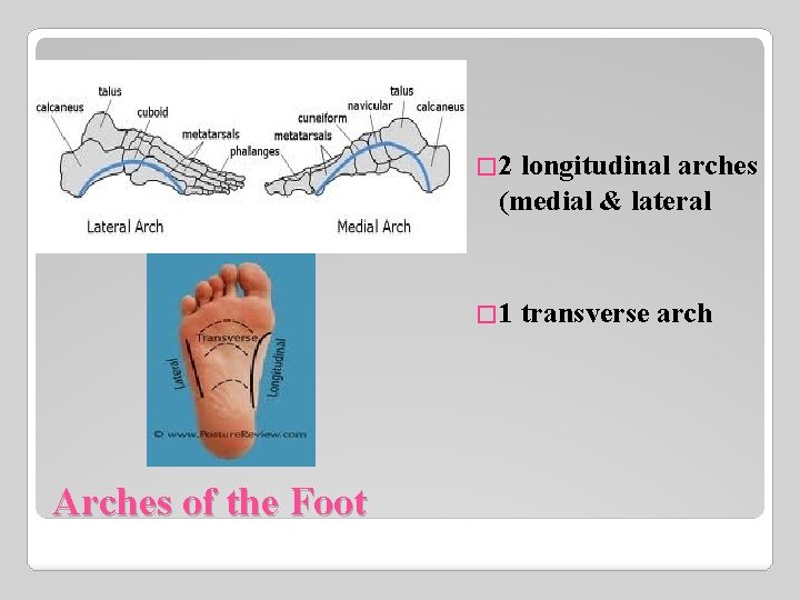 � 2 longitudinal arches (medial & lateral � 1 Arches of the Foot transverse