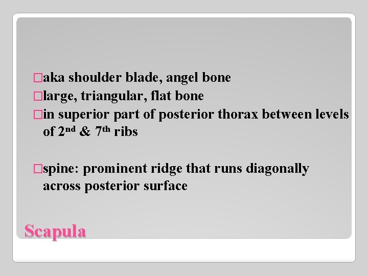 �aka shoulder blade, angel bone �large, triangular, flat bone �in superior part of posterior