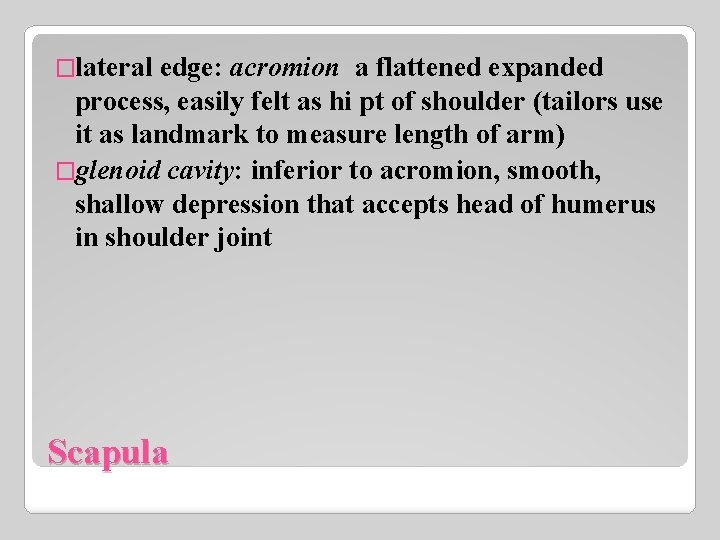 �lateral edge: acromion a flattened expanded process, easily felt as hi pt of shoulder