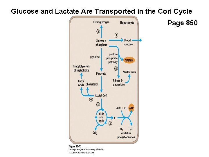 Glucose and Lactate Are Transported in the Cori Cycle Page 850 