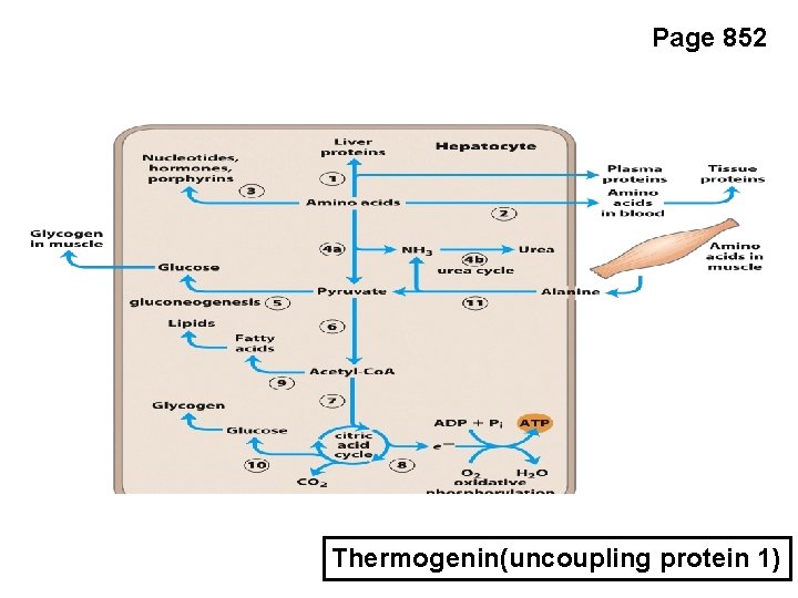 Page 852 Thermogenin(uncoupling protein 1) 