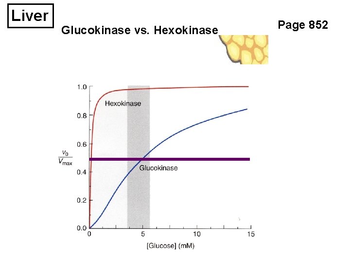 Liver Glucokinase vs. Hexokinase Page 852 