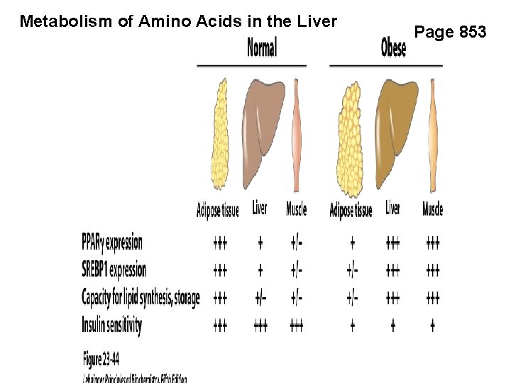 Metabolism of Amino Acids in the Liver Page 853 