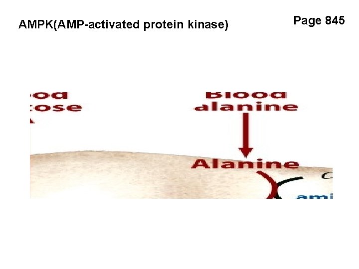 AMPK(AMP-activated protein kinase) Page 845 