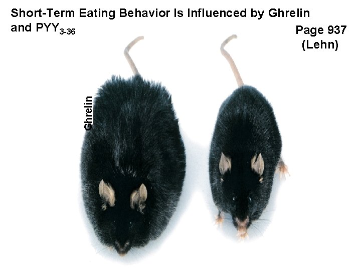 Ghrelin Short-Term Eating Behavior Is Influenced by Ghrelin and PYY 3 -36 Page 937