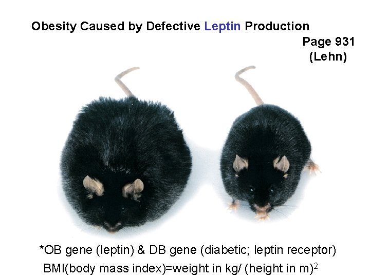 Obesity Caused by Defective Leptin Production Page 931 (Lehn) *OB gene (leptin) & DB