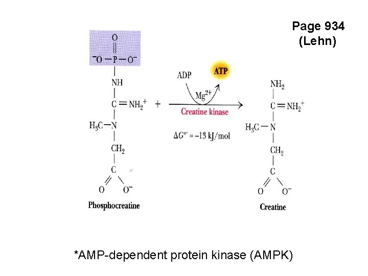 Page 934 (Lehn) *AMP-dependent protein kinase (AMPK) 