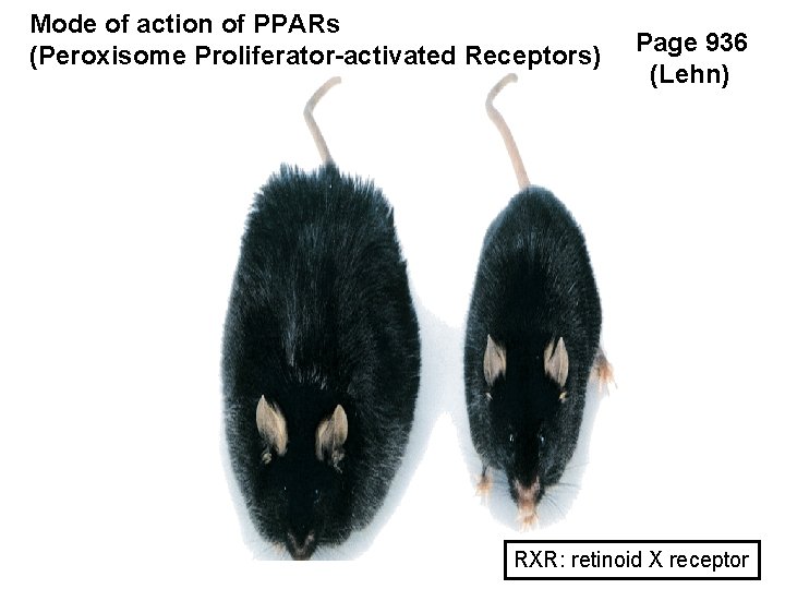 Mode of action of PPARs (Peroxisome Proliferator-activated Receptors) Page 936 (Lehn) RXR: retinoid X