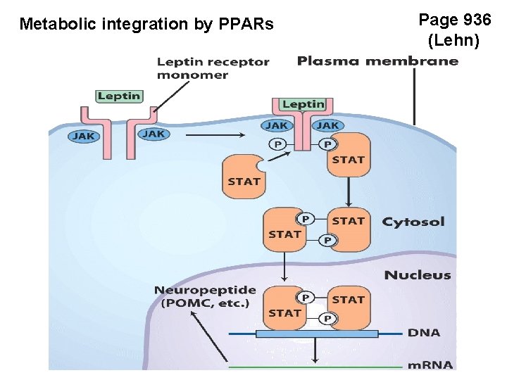 Metabolic integration by PPARs Page 936 (Lehn) 