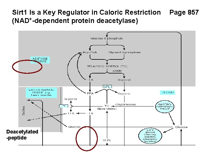 Sirt 1 Is a Key Regulator in Caloric Restriction (NAD+-dependent protein deacetylase) Deacetylated -peptide