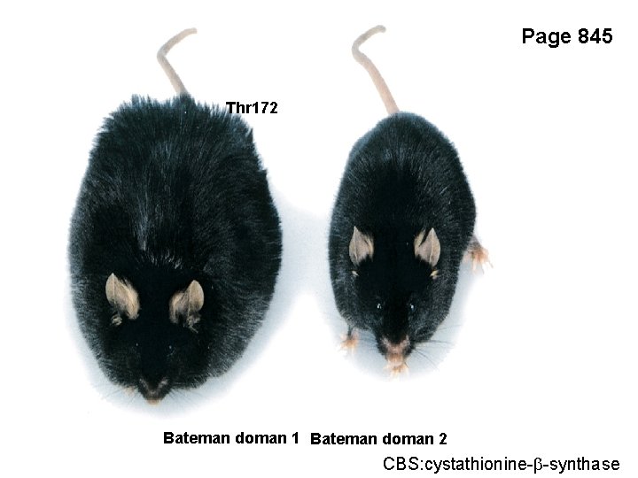 Page 845 Thr 172 Bateman doman 1 Bateman doman 2 CBS: cystathionine-b-synthase 