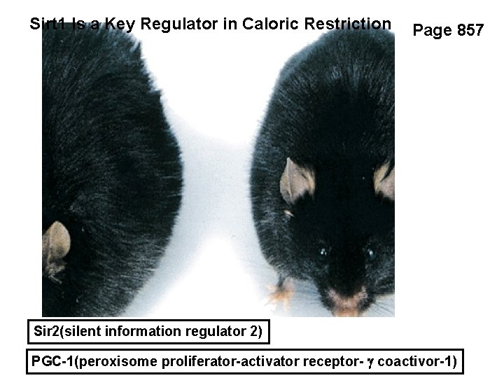 Sirt 1 Is a Key Regulator in Caloric Restriction Page 857 Sir 2(silent information