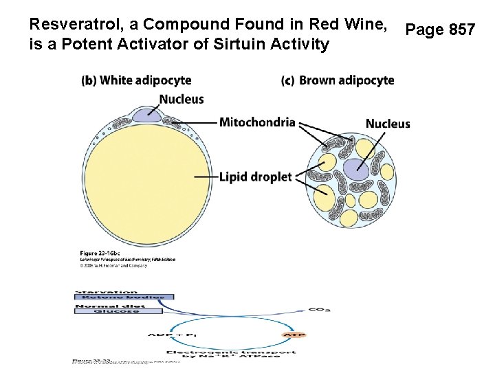 Resveratrol, a Compound Found in Red Wine, is a Potent Activator of Sirtuin Activity
