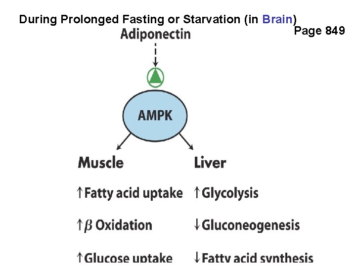 During Prolonged Fasting or Starvation (in Brain) Page 849 