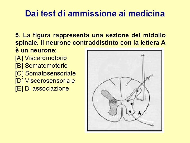 Dai test di ammissione ai medicina 5. La figura rappresenta una sezione del midollo