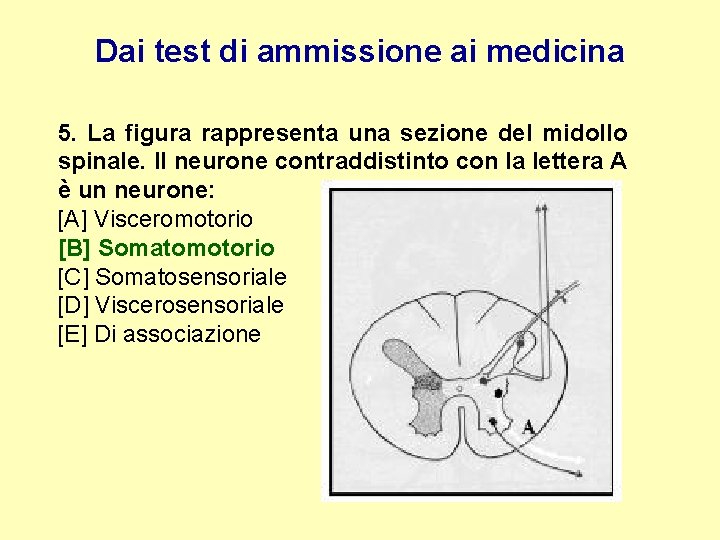 Dai test di ammissione ai medicina 5. La figura rappresenta una sezione del midollo