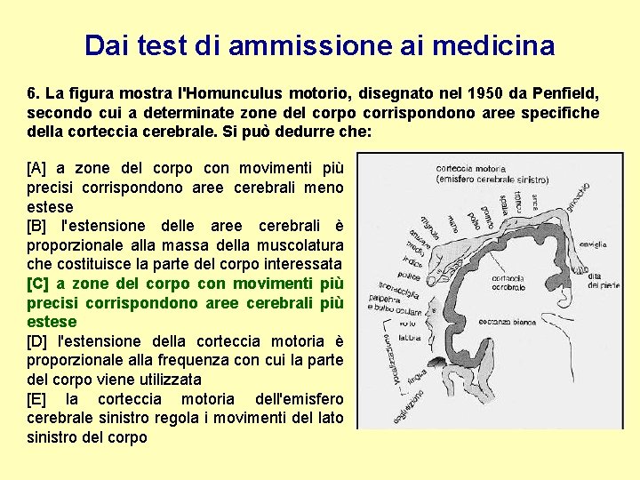 Dai test di ammissione ai medicina 6. La figura mostra l'Homunculus motorio, disegnato nel