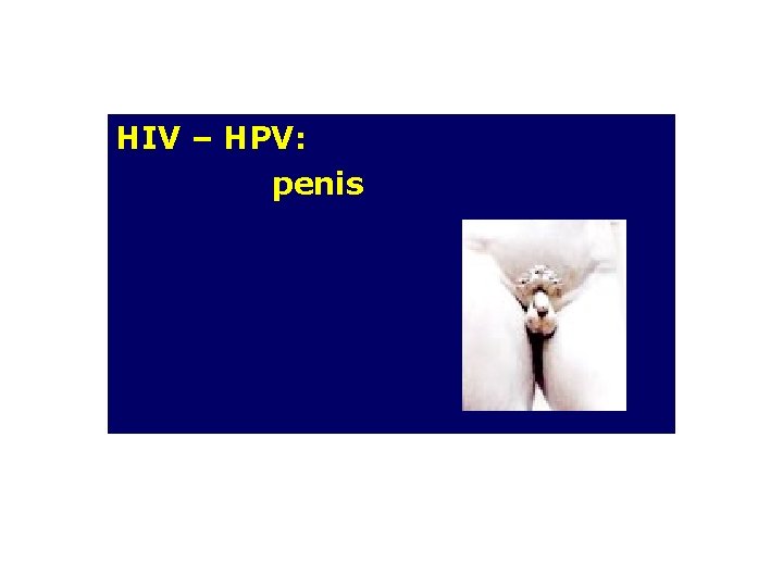 HIV – HPV: penis 