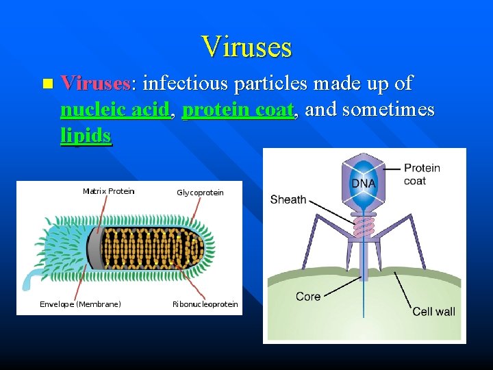 Viruses n Viruses: infectious particles made up of nucleic acid, protein coat, and sometimes