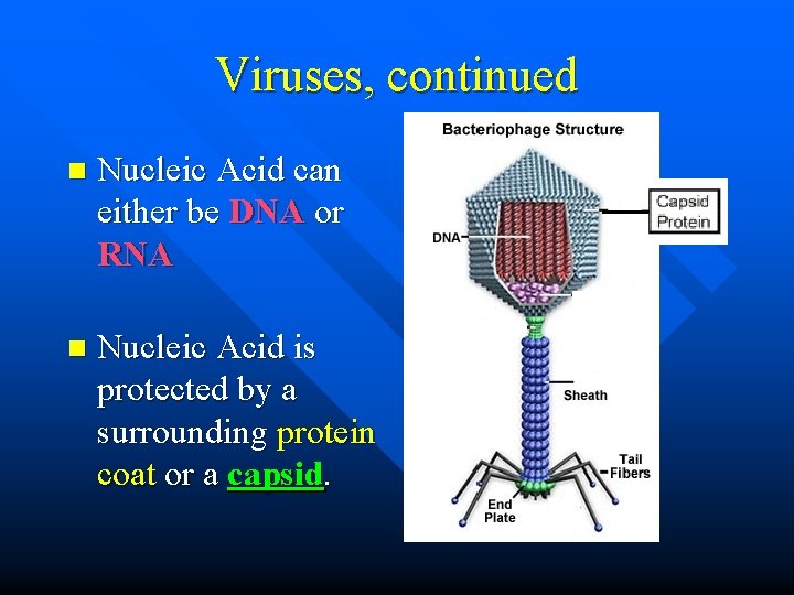 Viruses, continued n Nucleic Acid can either be DNA or RNA n Nucleic Acid