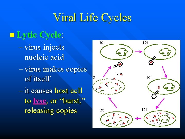 Viral Life Cycles n Lytic Cycle: – virus injects nucleic acid – virus makes