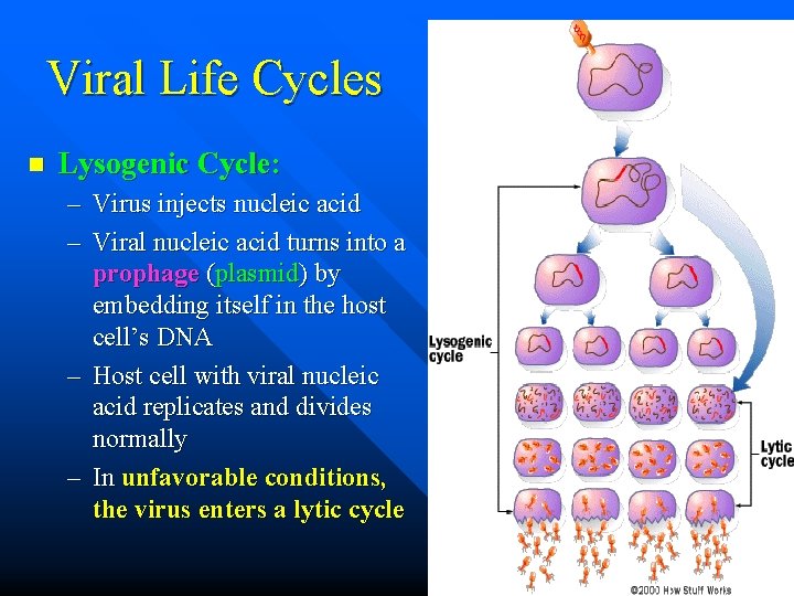 Viral Life Cycles n Lysogenic Cycle: – Virus injects nucleic acid – Viral nucleic