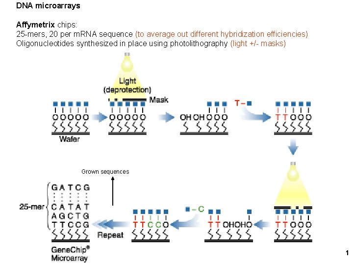 DNA microarrays Affymetrix chips: 25 -mers, 20 per m. RNA sequence (to average out