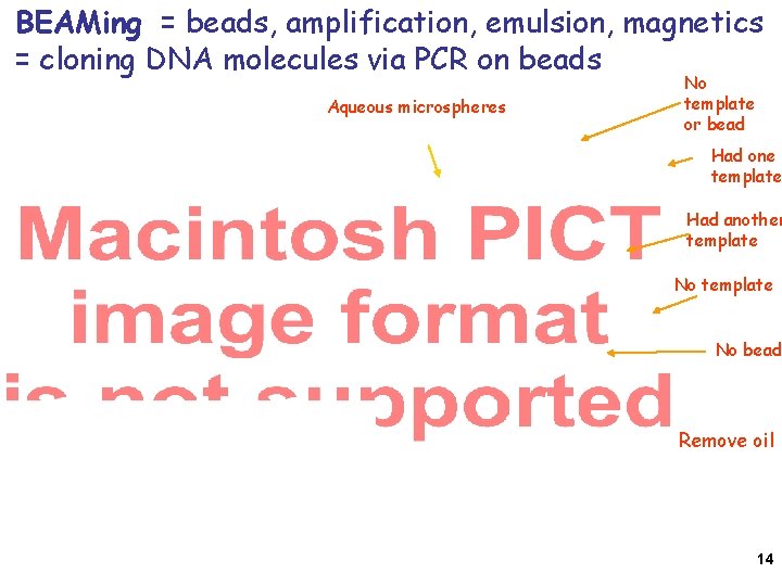 BEAMing = beads, amplification, emulsion, magnetics = cloning DNA molecules via PCR on beads