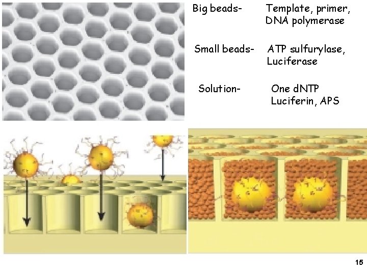 Big beads- Template, primer, DNA polymerase Small beads- ATP sulfurylase, Luciferase Solution- One d.