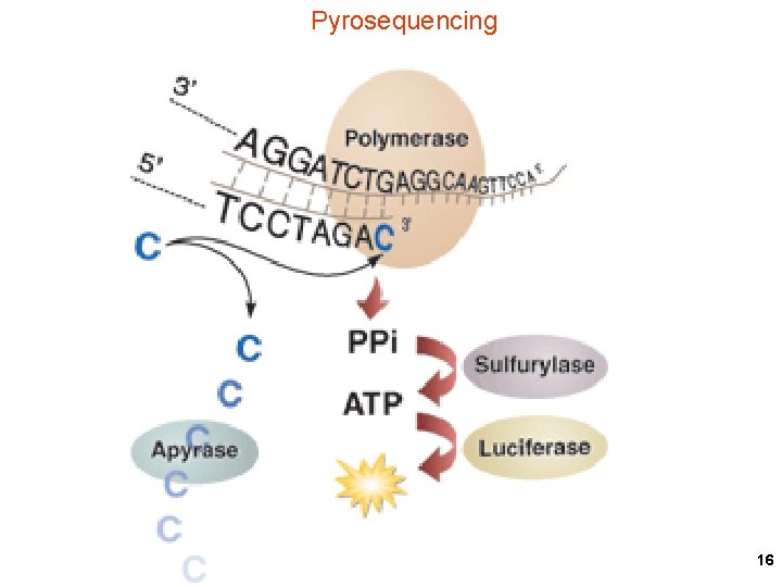 Pyrosequencing 16 