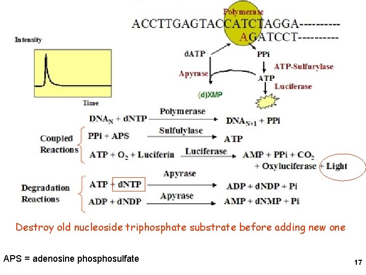 Destroy old nucleoside triphosphate substrate before adding new one APS = adenosine phosulfate 17