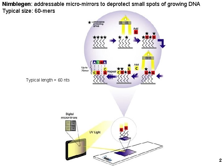 Nimblegen: addressable micro-mirrors to deprotect small spots of growing DNA Typical size: 60 -mers