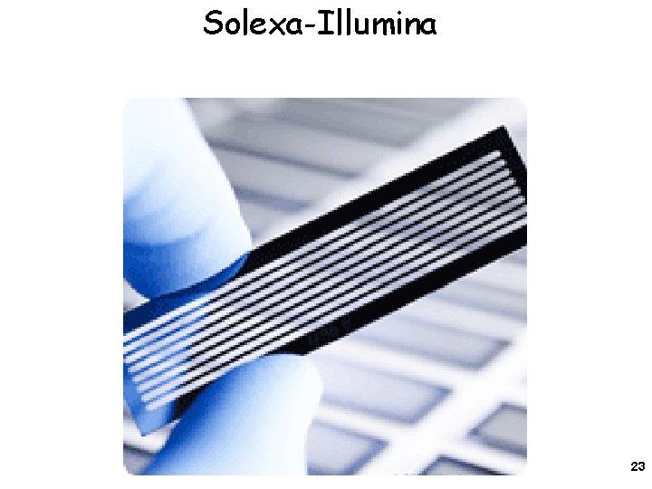 Solexa-Illumina 23 