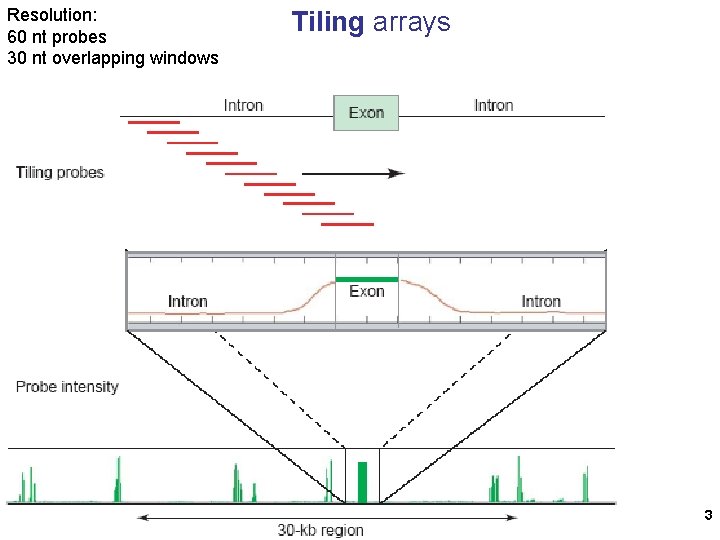 Resolution: 60 nt probes 30 nt overlapping windows Tiling arrays 3 