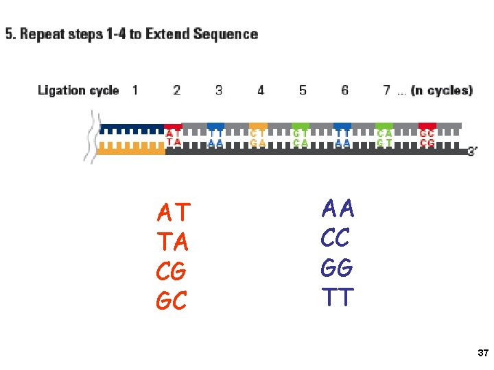 AT TA CG GC AA CC GG TT 37 