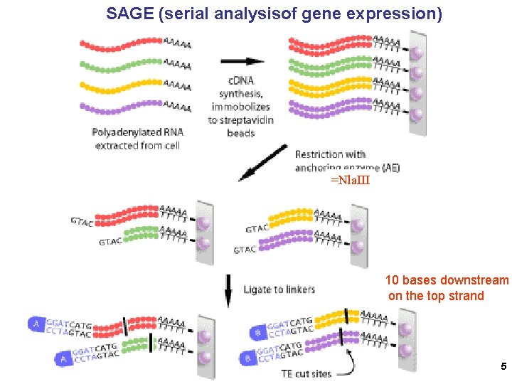 SAGE (serial analysisof gene expression) =Nla. III 10 bases downstream on the top strand