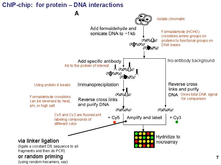 Ch. IP-chip: for protein – DNA interactions Isolate chromatin Formaldehyde (HCHO) crosslinks amino groups