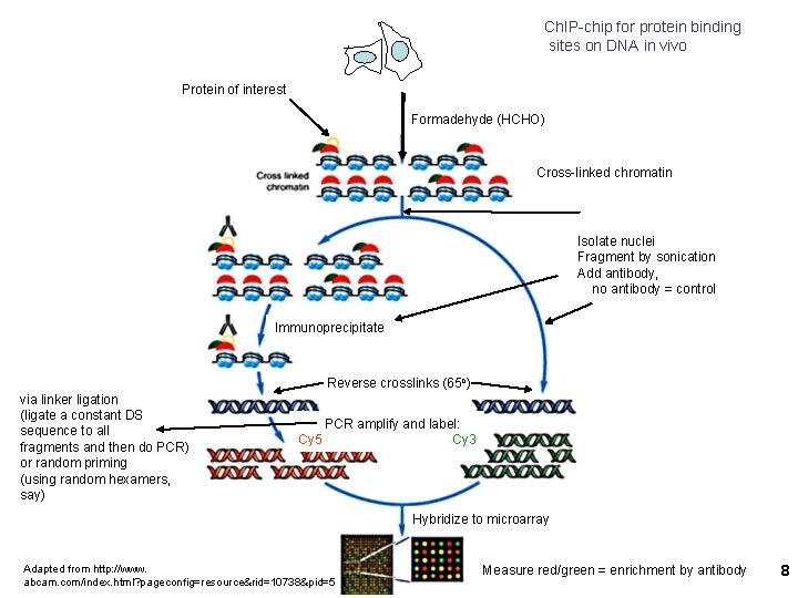Ch. IP-chip for protein binding sites on DNA in vivo Protein of interest Formadehyde