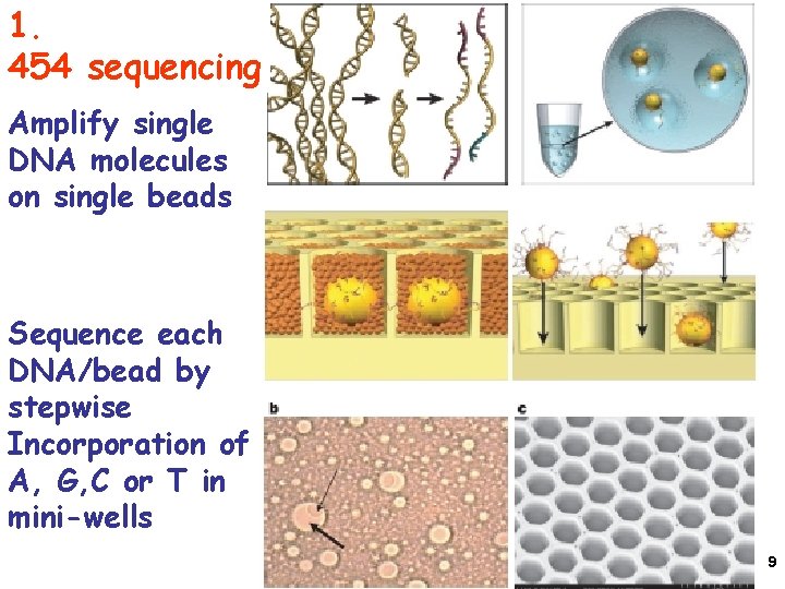 1. 454 sequencing Amplify single DNA molecules on single beads Sequence each DNA/bead by
