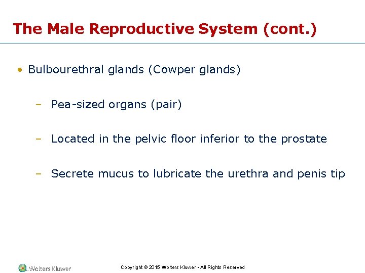 The Male Reproductive System (cont. ) • Bulbourethral glands (Cowper glands) – Pea-sized organs The Male Reproductive System (cont. ) • Bulbourethral glands (Cowper glands) – Pea-sized organs