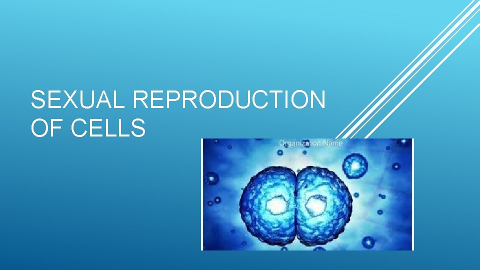 SEXUAL REPRODUCTION OF CELLS 