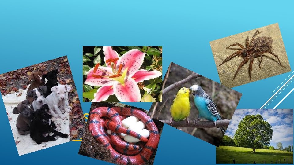 EXAMPLES: SEXUAL REPRODUCTION 