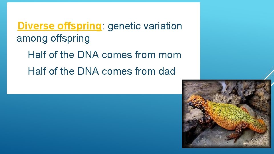  Diverse offspring: genetic variation among offspring Half of the DNA comes from mom