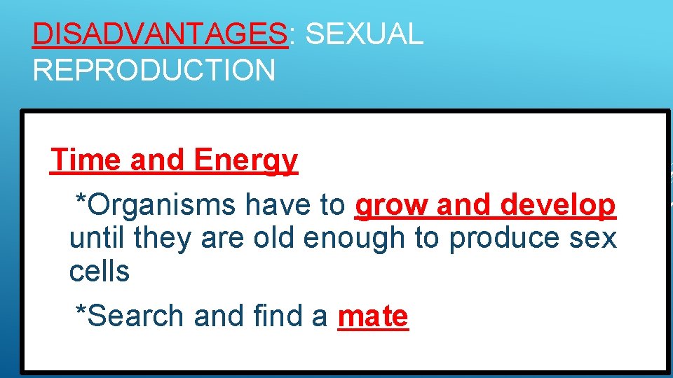 DISADVANTAGES: SEXUAL REPRODUCTION Time and Energy *Organisms have to grow and develop until they