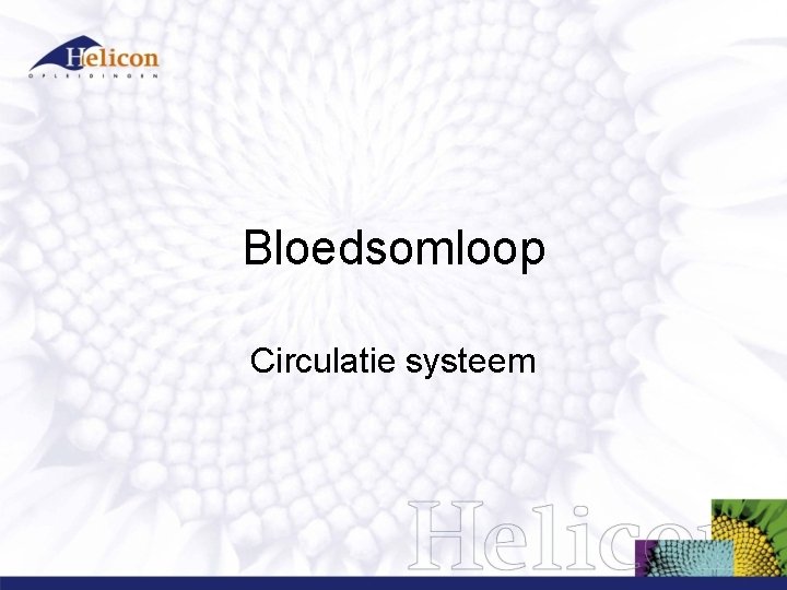 Bloedsomloop Circulatie systeem 
